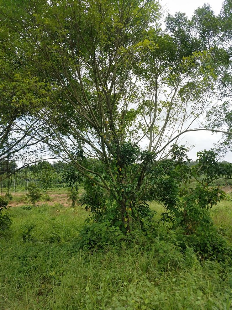 小叶榕