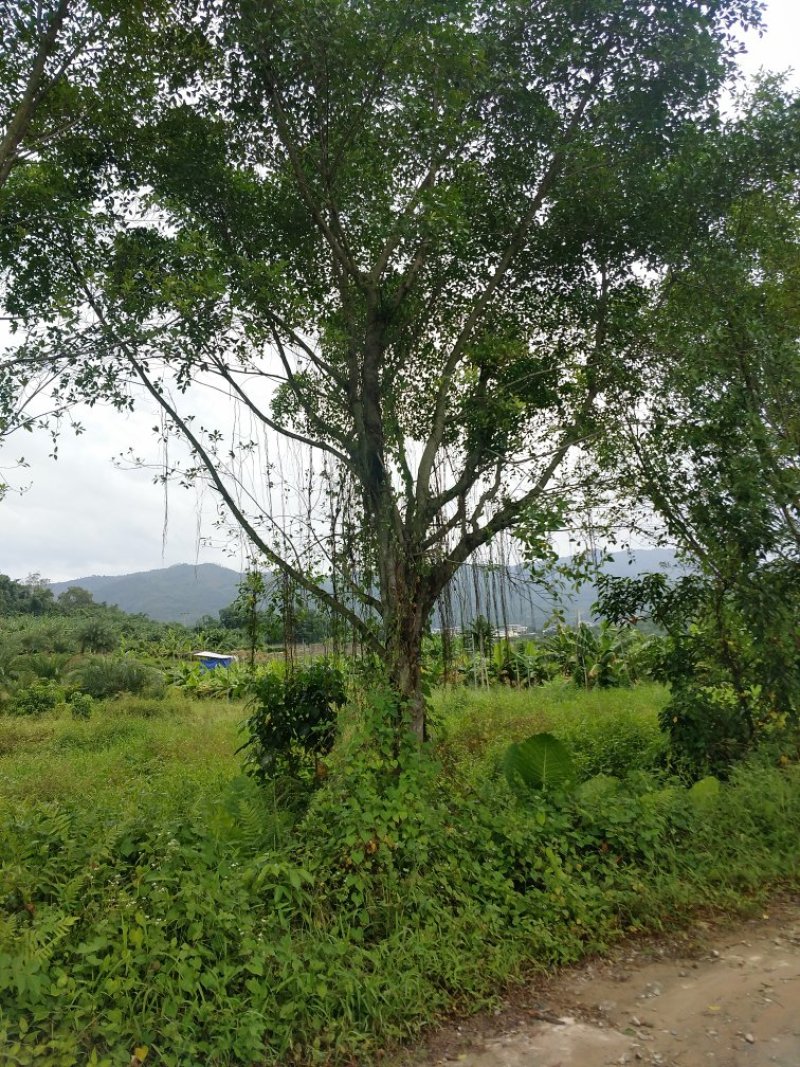 小叶榕