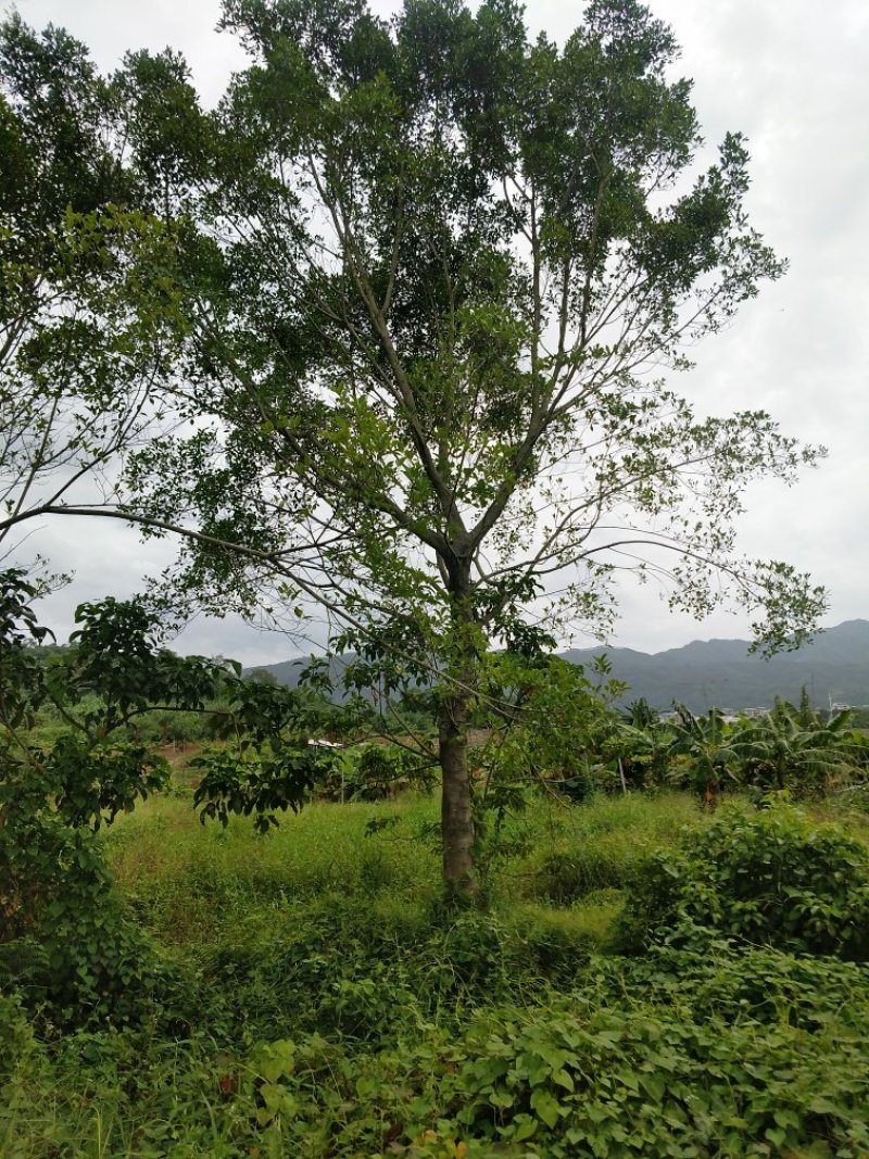 小叶榕