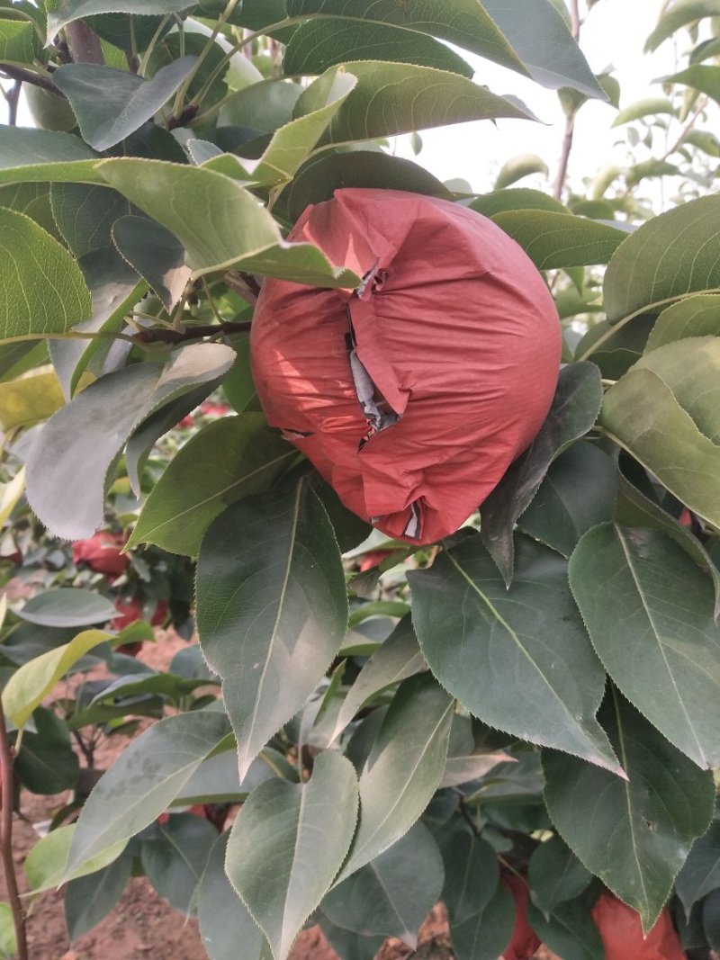 晚秋黄梨