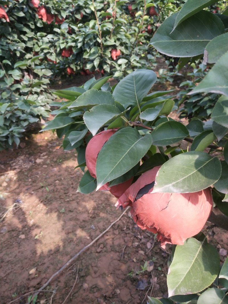 晚秋黄梨