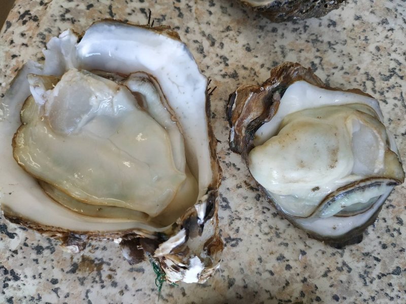 湛江生蚝，生蚝，海蛎子，广东蚝，湛江脆肉