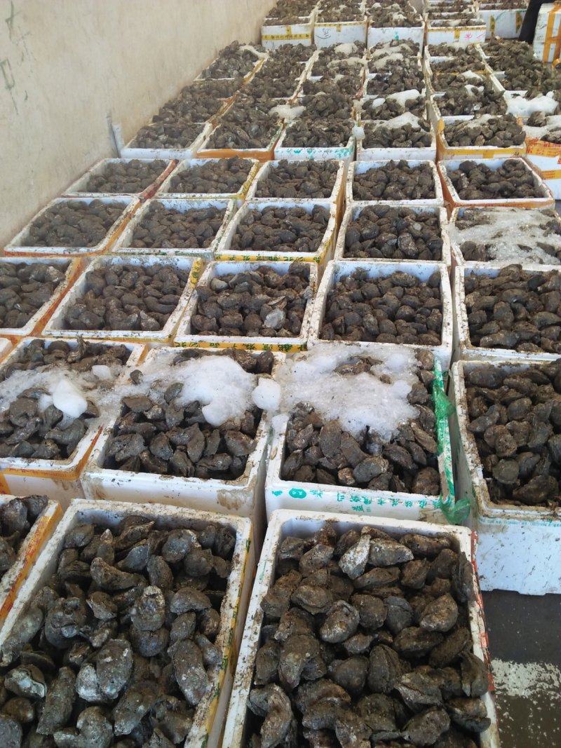 湛江生蚝，生蚝，海蛎子，广东蚝，湛江脆肉