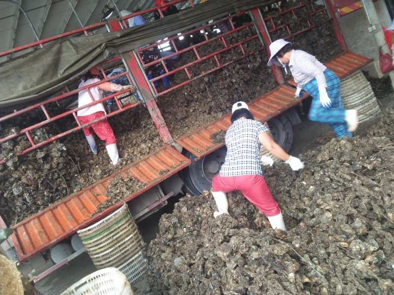 湛江生蚝，生蚝，海蛎子，广东蚝，湛江脆肉