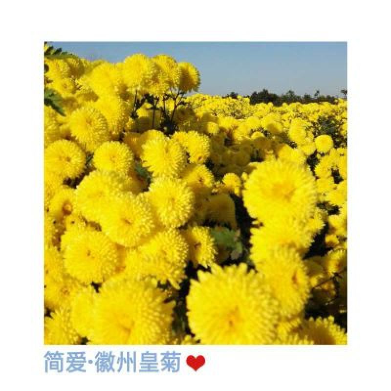 婺源皇菊茶【500克散装包邮】