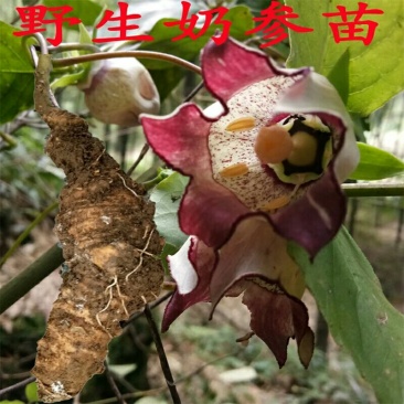 四叶参