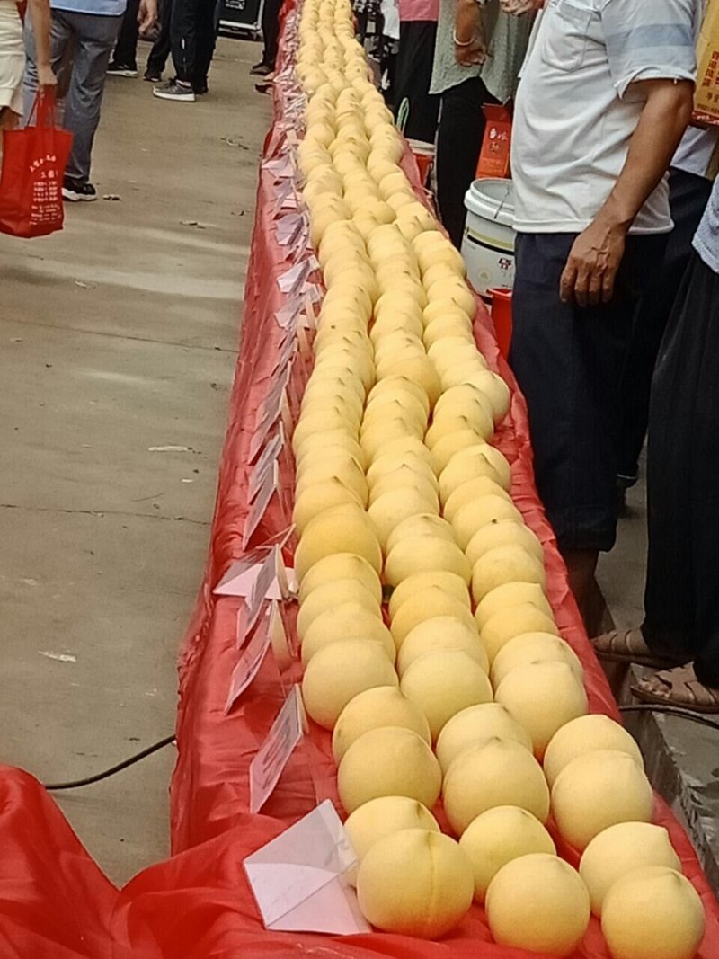 金黄金（晚黄金）果型好。枝条产量高。桃香味浓。黄金密桃