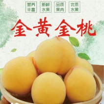 金黄金（晚黄金）果型好。枝条产量高。桃香味浓。黄金密桃