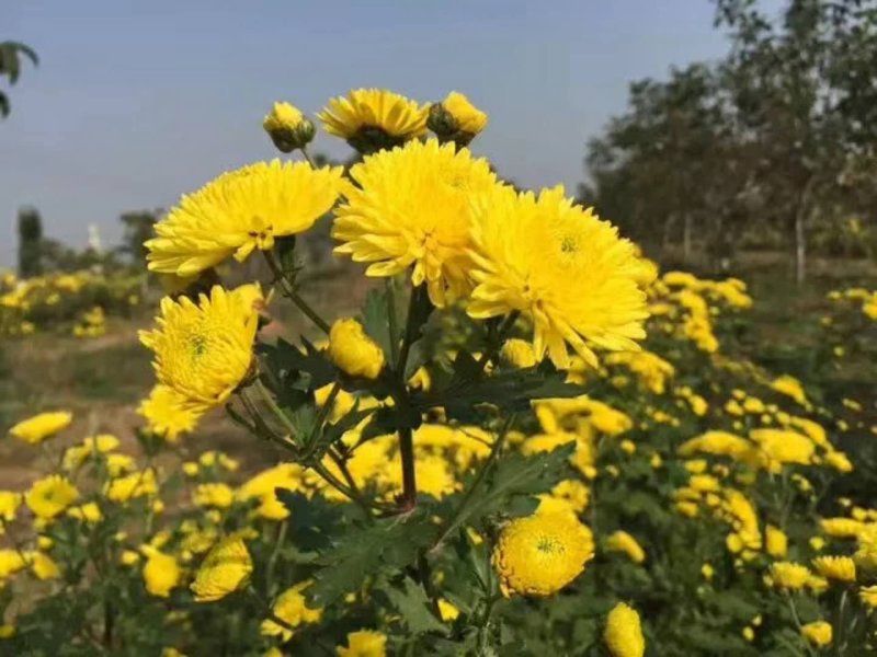郦邑贡菊
