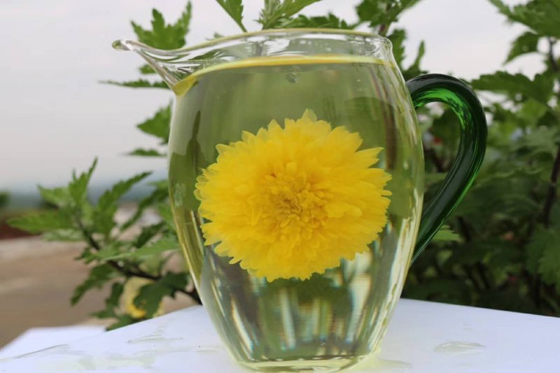 郦邑贡菊