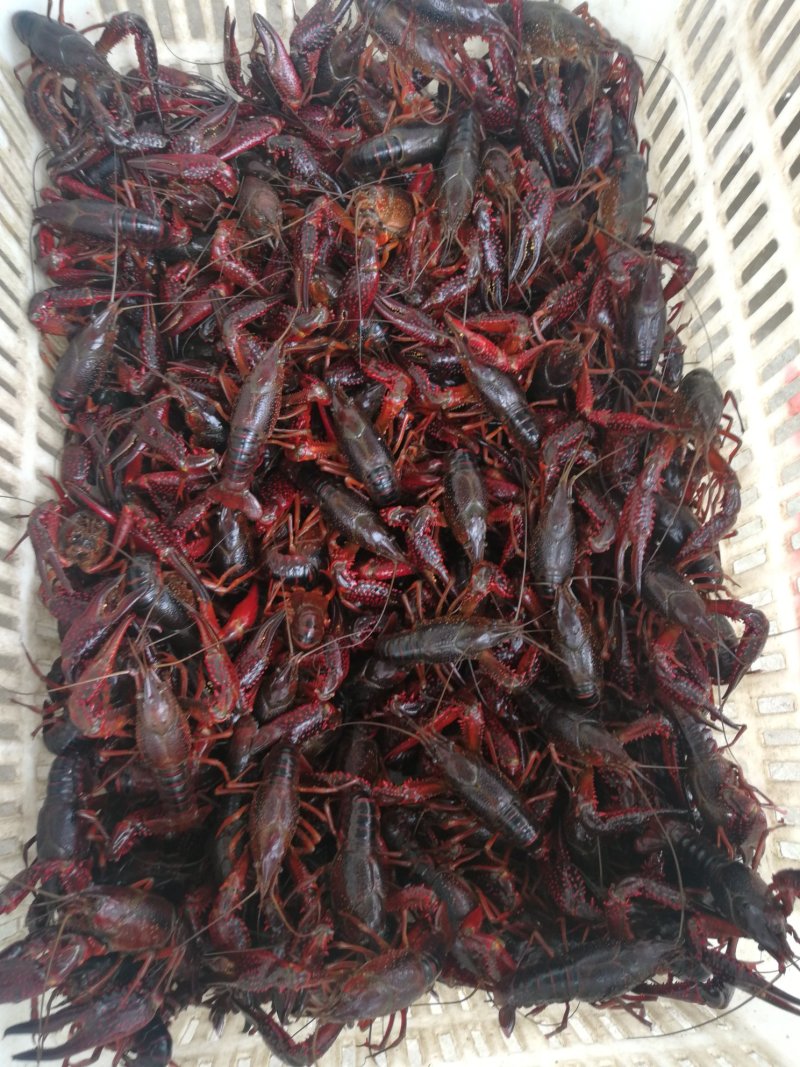 潜江优质高抗小龙虾水花苗幼体苗快速大高存活率包邮鲜活苗场