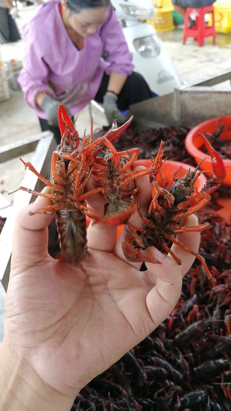 潜江优质高抗小龙虾水花苗幼体苗快速大高存活率包邮鲜活苗场