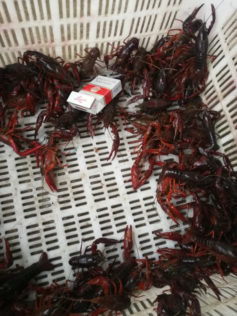 潜江优质高抗小龙虾水花苗幼体苗快速大高存活率包邮鲜活苗场