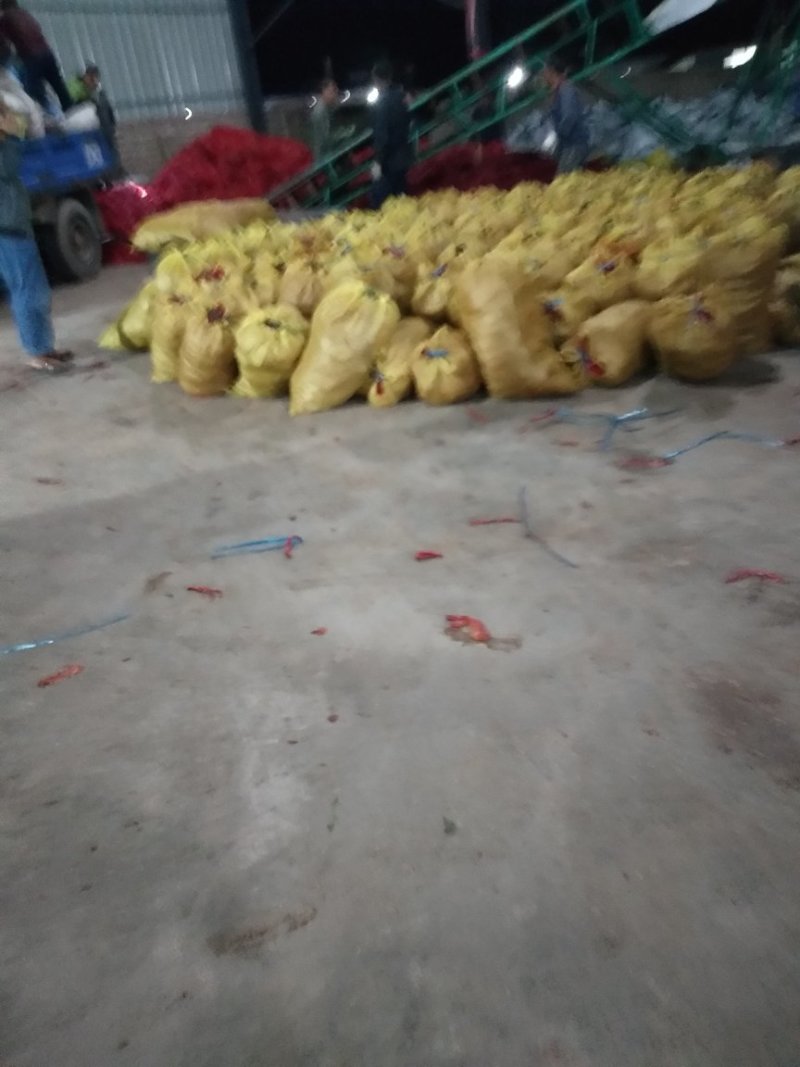 忻州辣椒供应