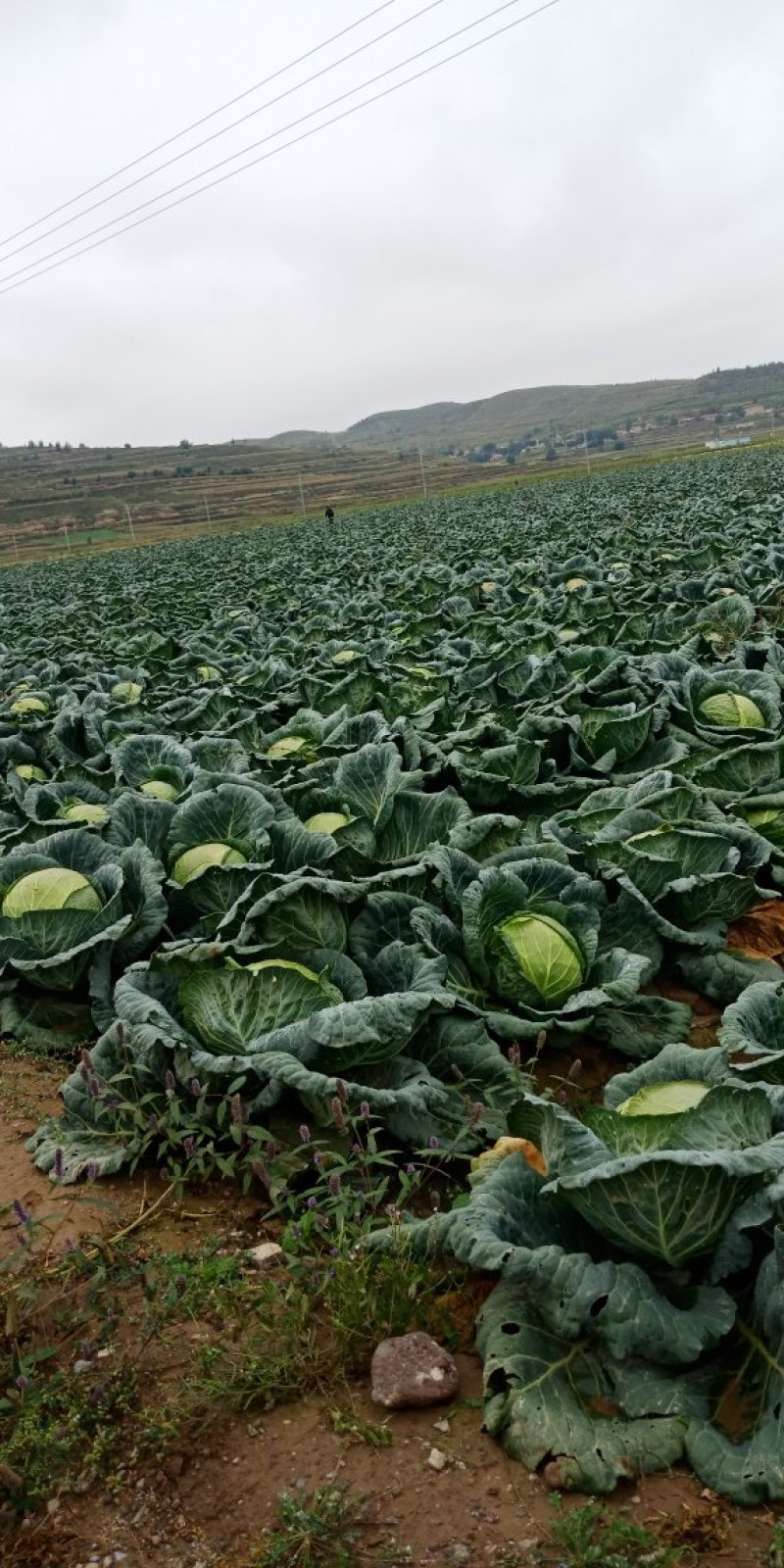 苞菜白菜大量上市要的客户和我联系