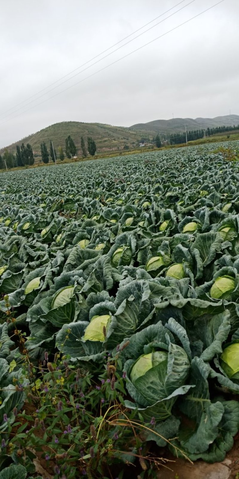 苞菜白菜大量上市要的客户和我联系