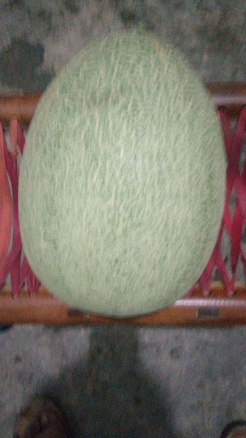 西州蜜瓜