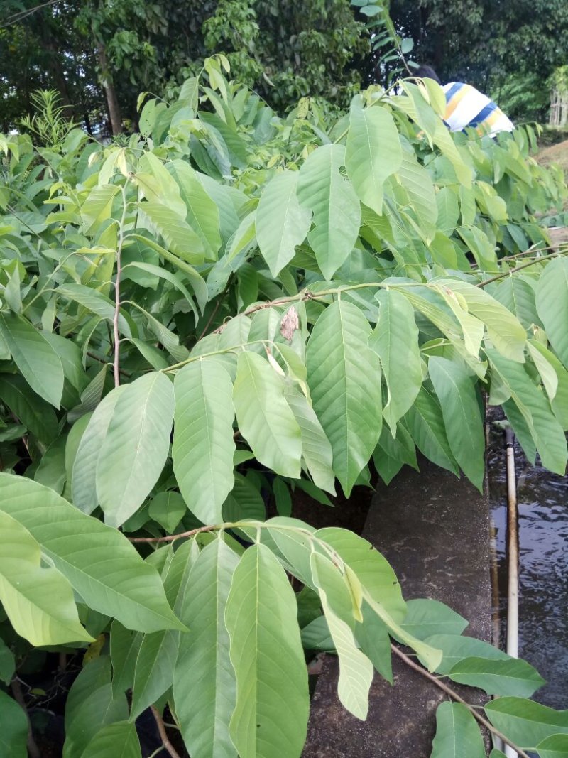 中袋嫁接(台湾凤梨之平粼)释迦杯苗