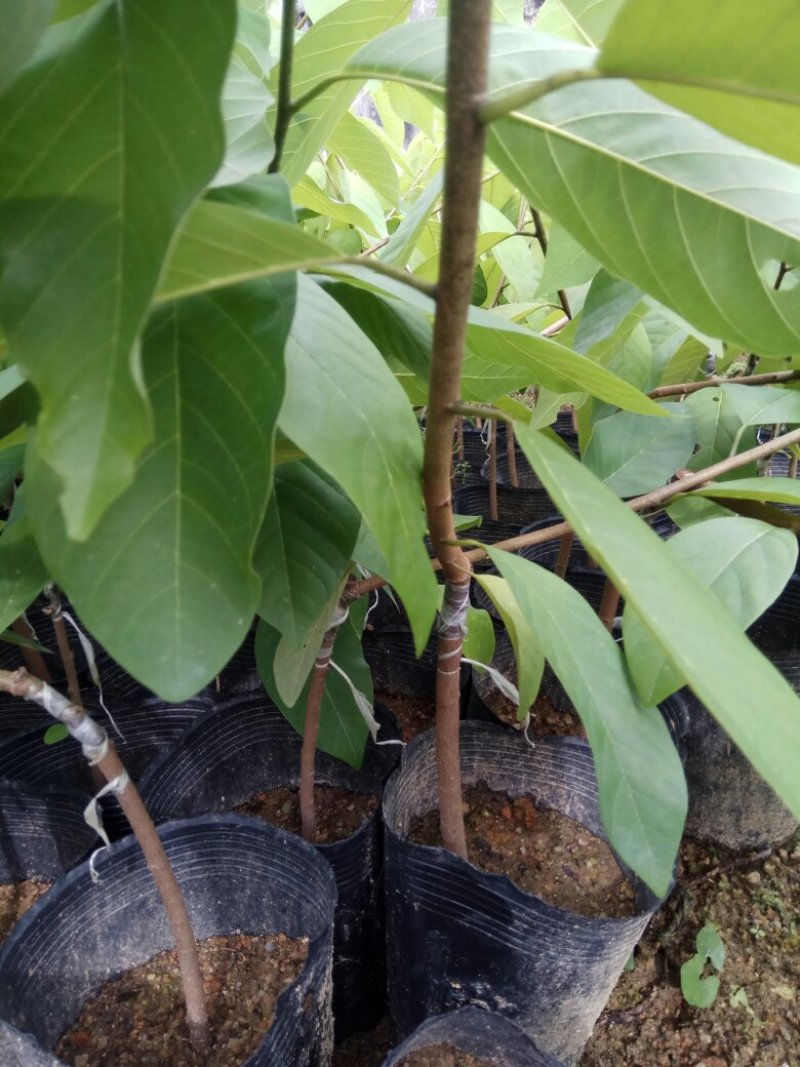中袋嫁接(台湾凤梨之平粼)释迦杯苗