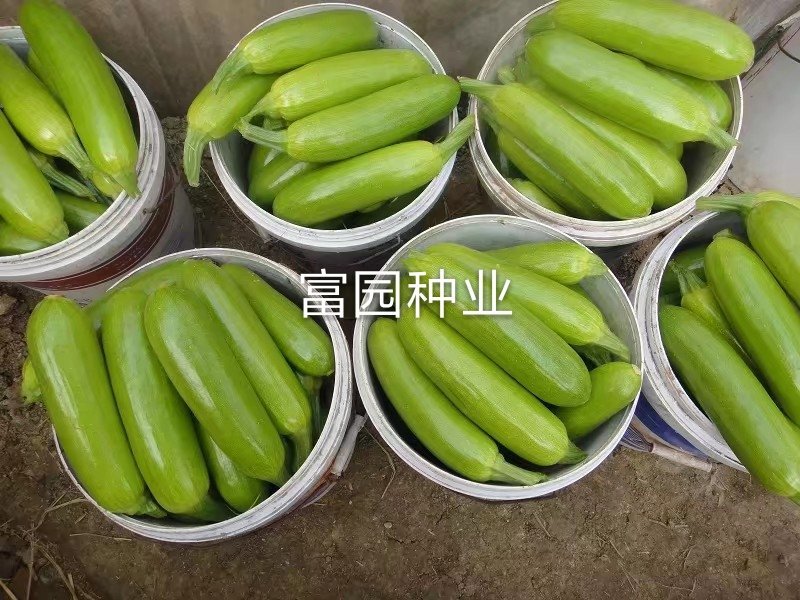 西葫芦种子高产抗高温油亮抗病毒越夏秋季进口