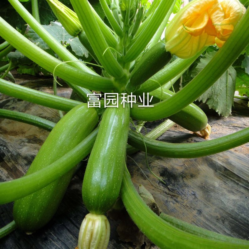 西葫芦种子高产抗高温油亮抗病毒越夏秋季进口