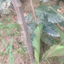 板栗苗80cm以上