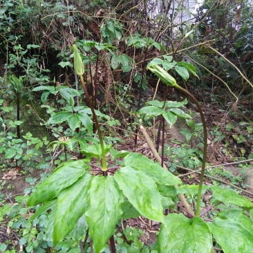 重楼(七叶一枝花)