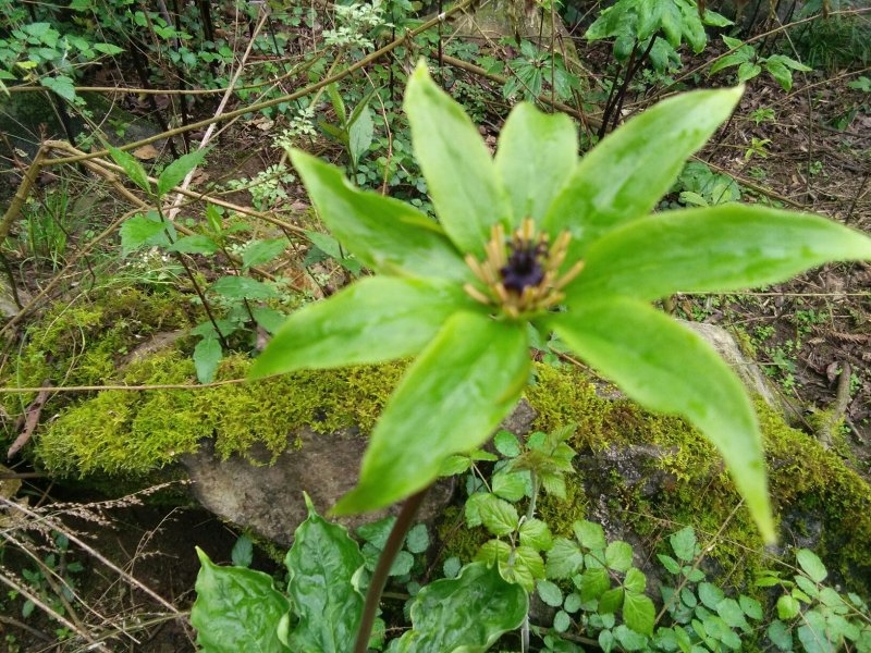 重楼(七叶一枝花)