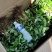 红颜草莓苗