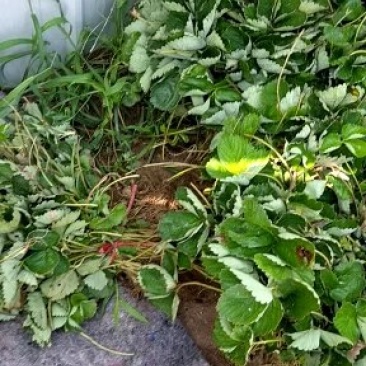 红颜草莓苗