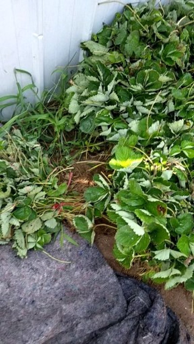 红颜草莓苗