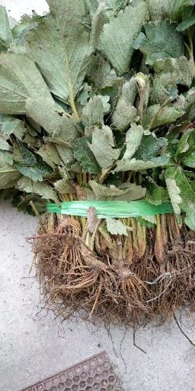 红颜草莓苗