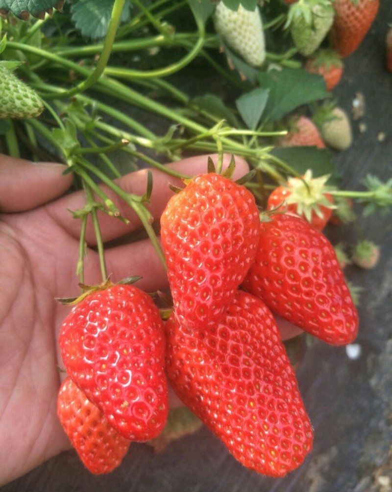 红颜草莓苗