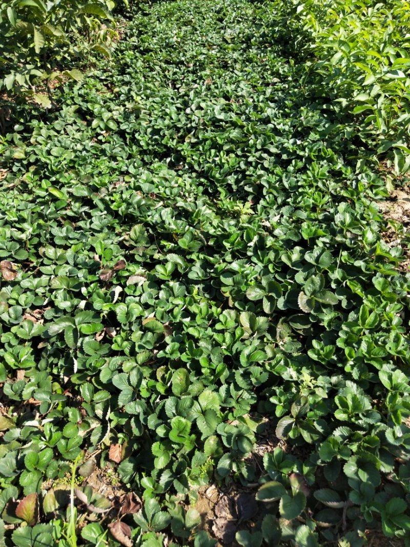 红颜草莓苗