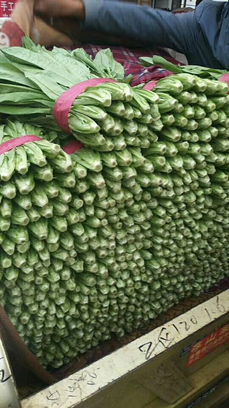 花菜，甘蓝，香菜，菠菜，油麦，茴香等等。