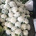 花菜,甘蓝,香菜,菠菜,油麦,茴香等等。