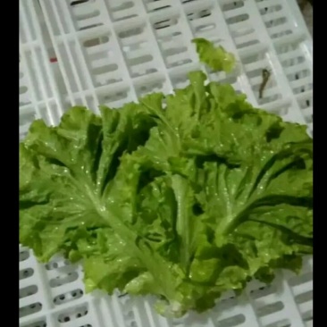 花菜,甘蓝,香菜,菠菜,油麦,茴香等等。