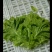 花菜,甘蓝,香菜,菠菜,油麦,茴香等等。