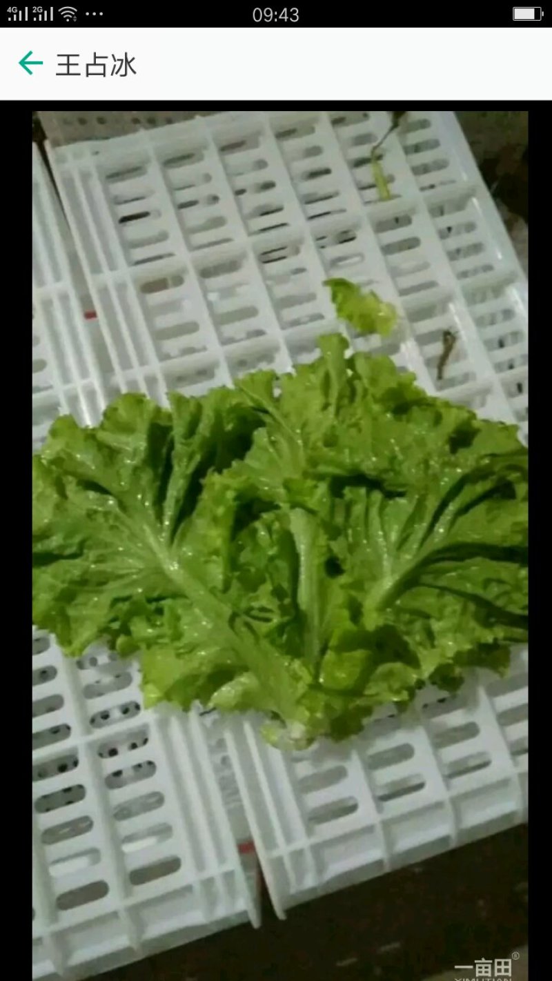 花菜，甘蓝，香菜，菠菜，油麦，茴香等等。