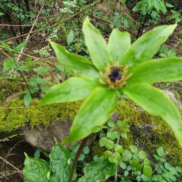 七叶一枝花(重楼)