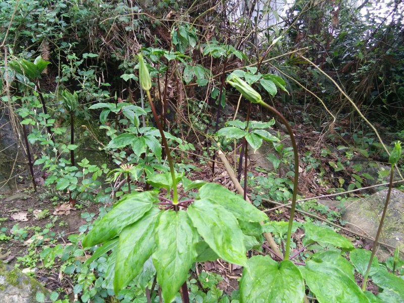 七叶一枝花(重楼)