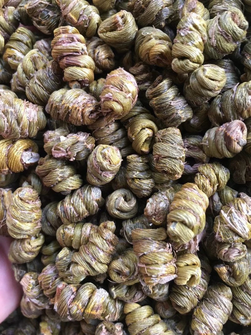 铁皮石斛鲜条，枫斗