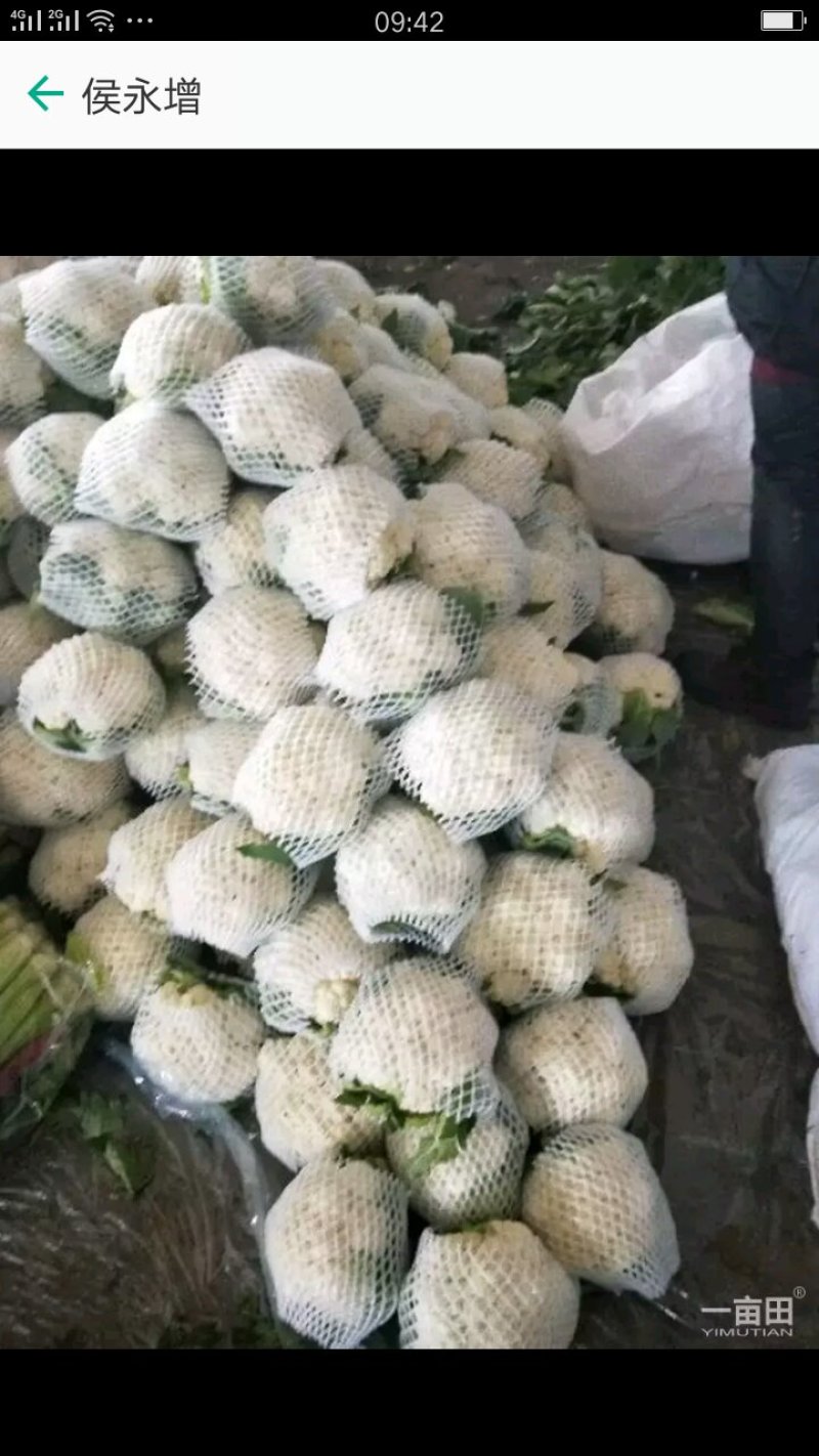 油麦