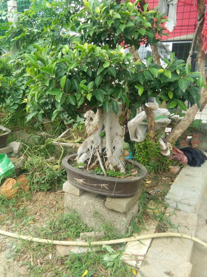 石榴树盆景