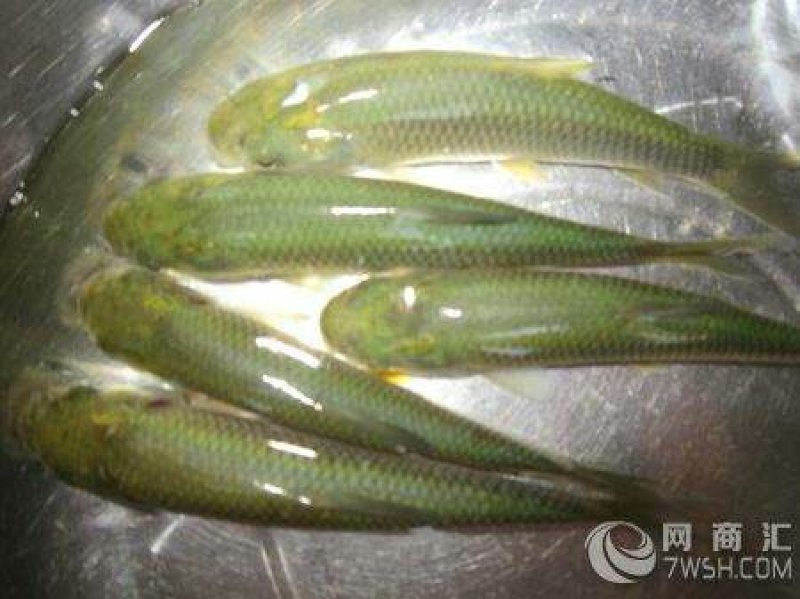 大量优质5两至8两鲩鱼苗销售中