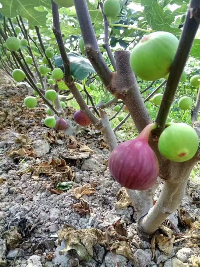 无花果苗基地批发、零售哪里有无花果苗