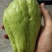 佛手瓜