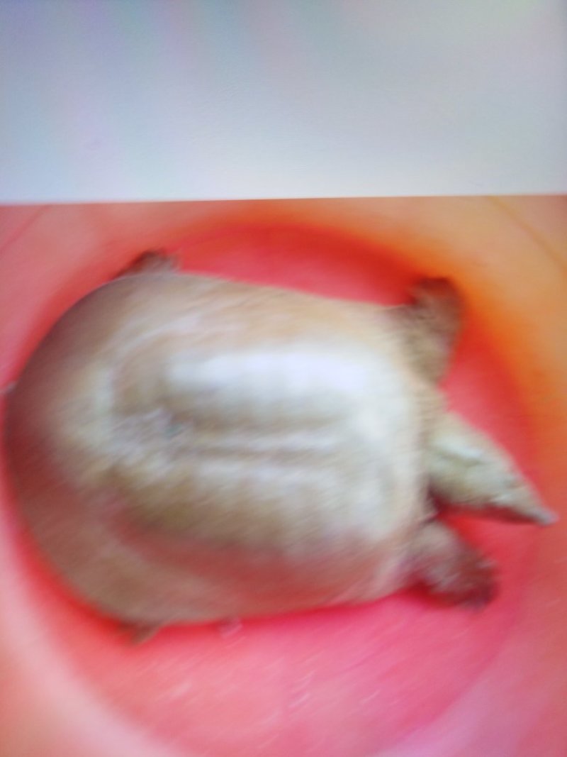 外塘一斤八两到二斤二两五年成龄一只180元