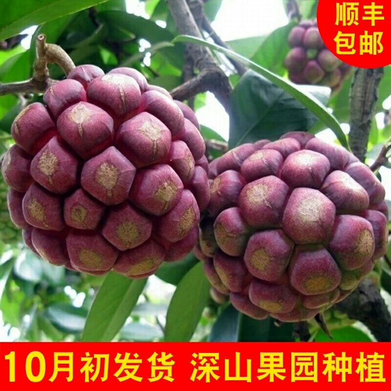 布福娜，黑老虎