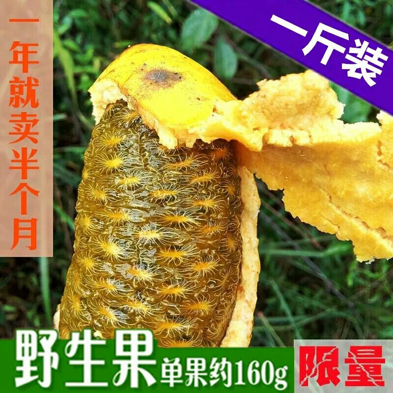 九月黄